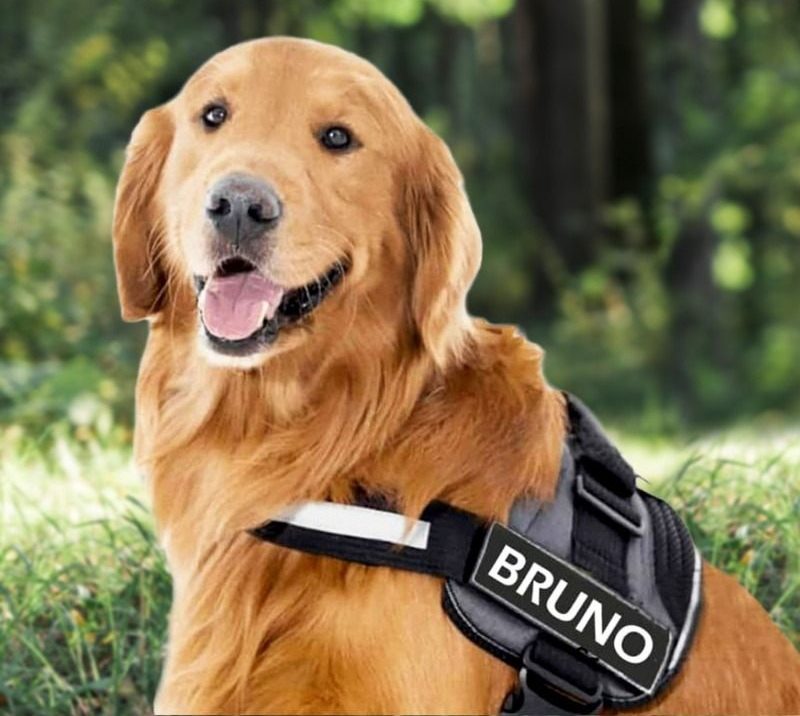 Purchase the Personalized pet harness that you pick post thumbnail image