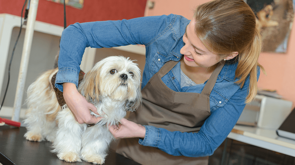 Franchising Your Pet Business: Is it Worth the Investment? post thumbnail image