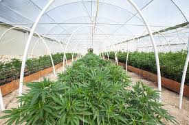 Harnessing cannabis real estate to jumpstart cannabis industry growth in cannabis-legal states post thumbnail image