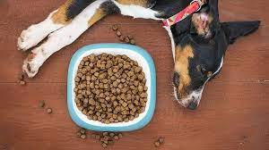 Supplements to improve Power and Energy in Puppies post thumbnail image