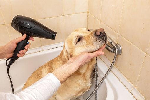 Determine what the best at home canine blow dryer sparkles for post thumbnail image