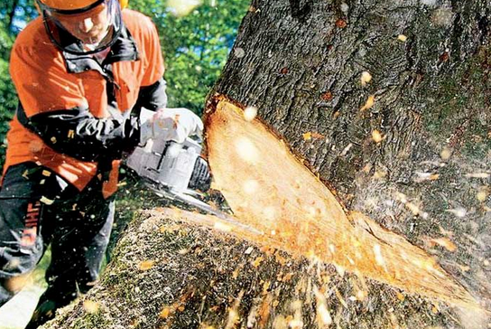 How to Properly Dispose of Tree Debris post thumbnail image