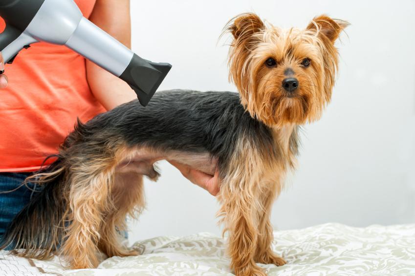 Your pet is worthy of the most effective. Locate a trustworthy and good quality blow dryer for dogs post thumbnail image