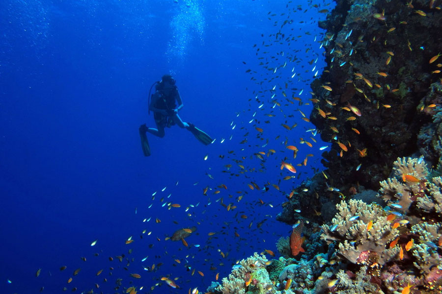 Identifying Enchanting Reefs and Wrecks in Phuket Diving post thumbnail image