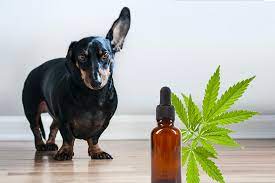 Unlocking the Benefits: CBD for Pets Explained post thumbnail image