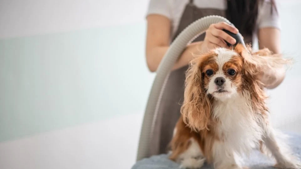DIY Dog Grooming: How a Blow Dryer Can Simplify Your Routine post thumbnail image
