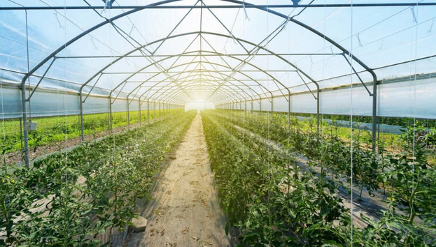 Blooms Under Glass: Unveiling the Magic of Greenhouses post thumbnail image